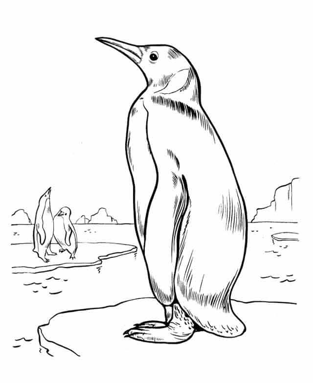Dibujo de Buen pingüino para Colorear