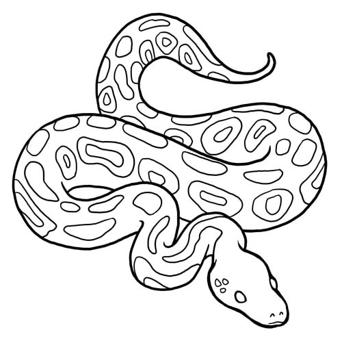 Dibujo de Buen Piton para Colorear