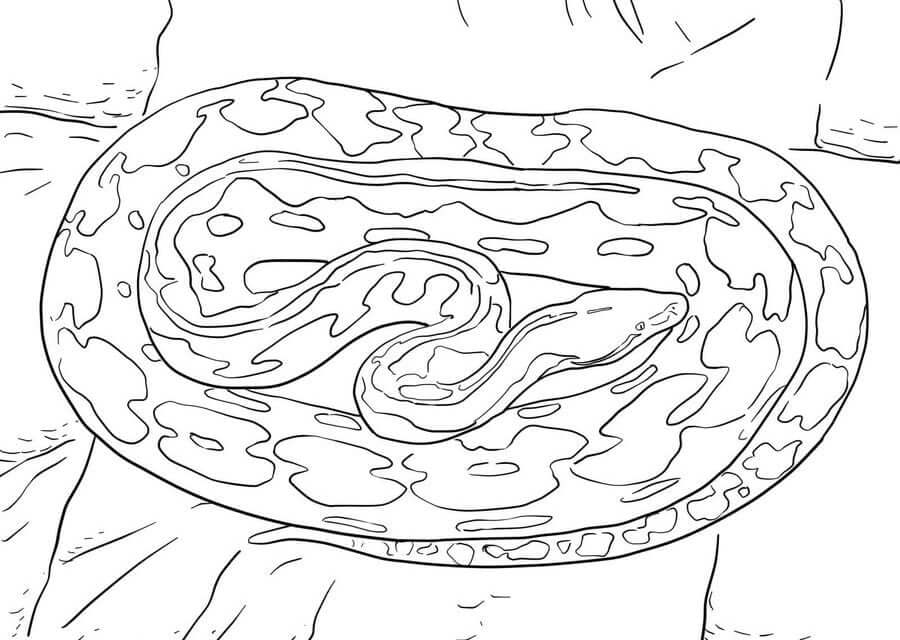 Dibujo de Gran Piton para Colorear