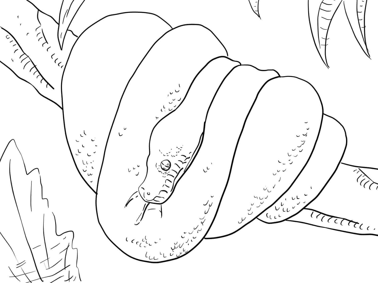 Dibujo de Piton Acurrucada en la Rama de un árbol para Colorear