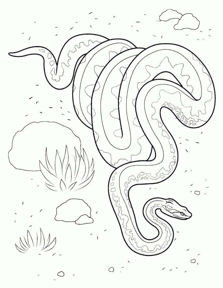 Dibujo de Piton Adorable para Colorear
