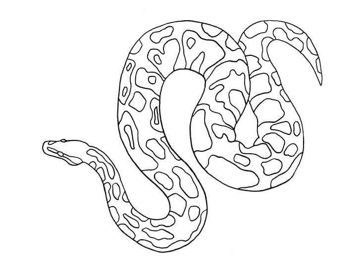 Dibujo de Piton básico para Colorear