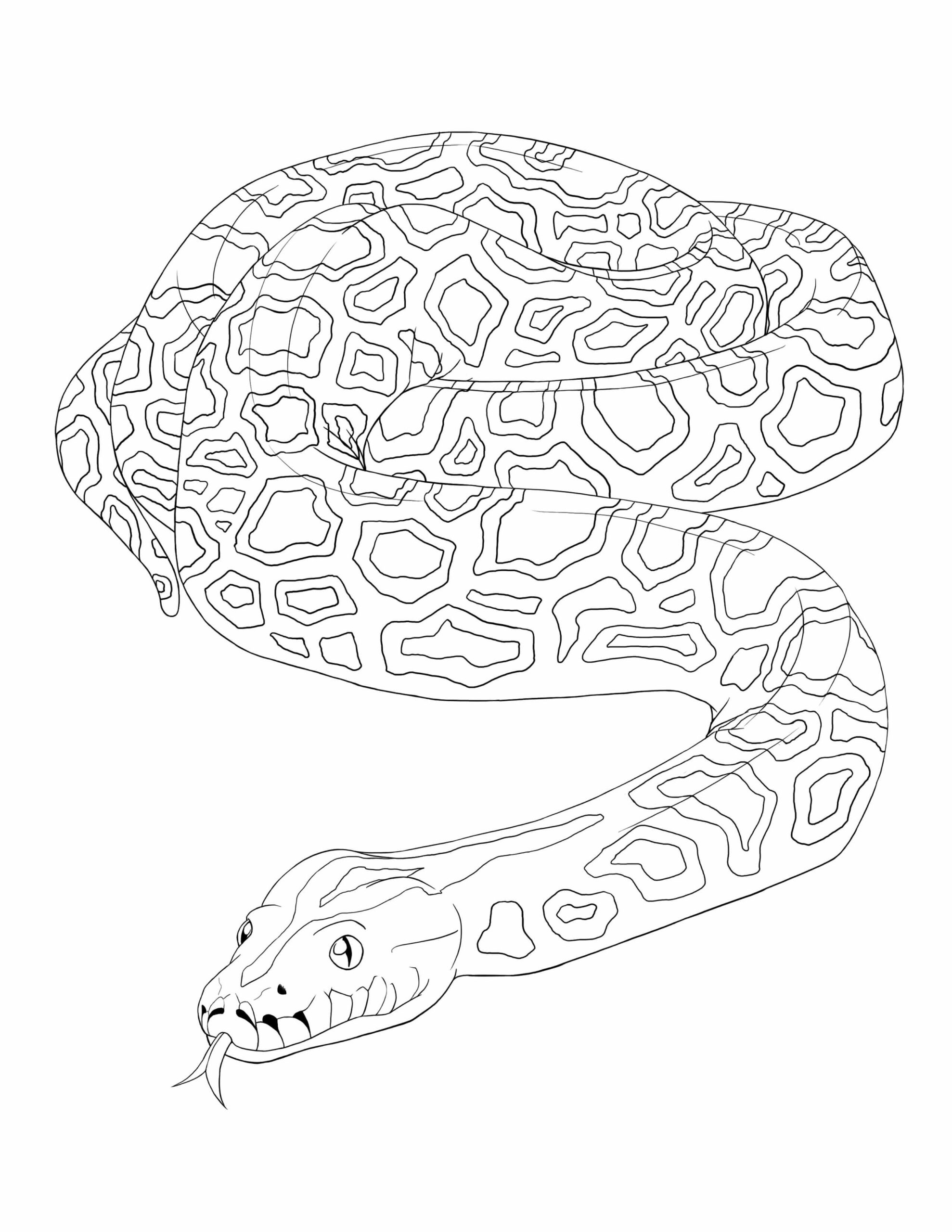 Dibujo de Piton Birmano Scaled para Colorear