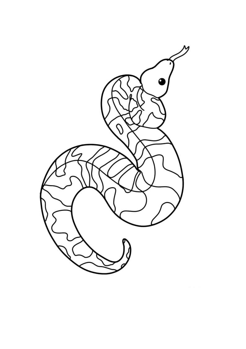 Dibujo de Piton Bola para Colorear