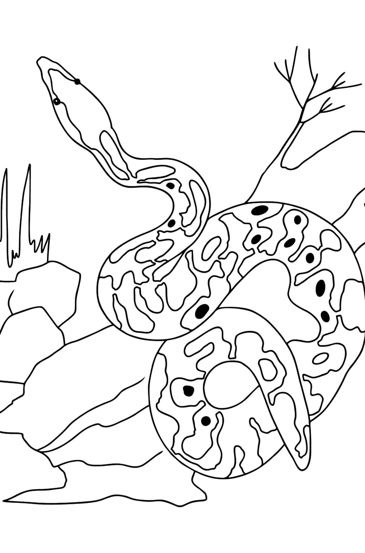 Dibujo de Piton Increible para Colorear