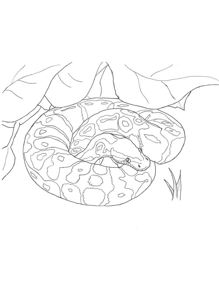 Dibujo de Piton Mintiendo para Colorear