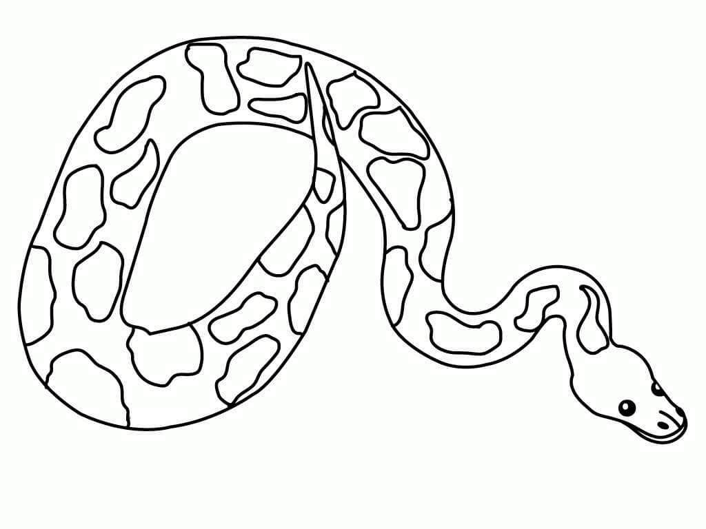 Dibujo de Piton Normal para Colorear
