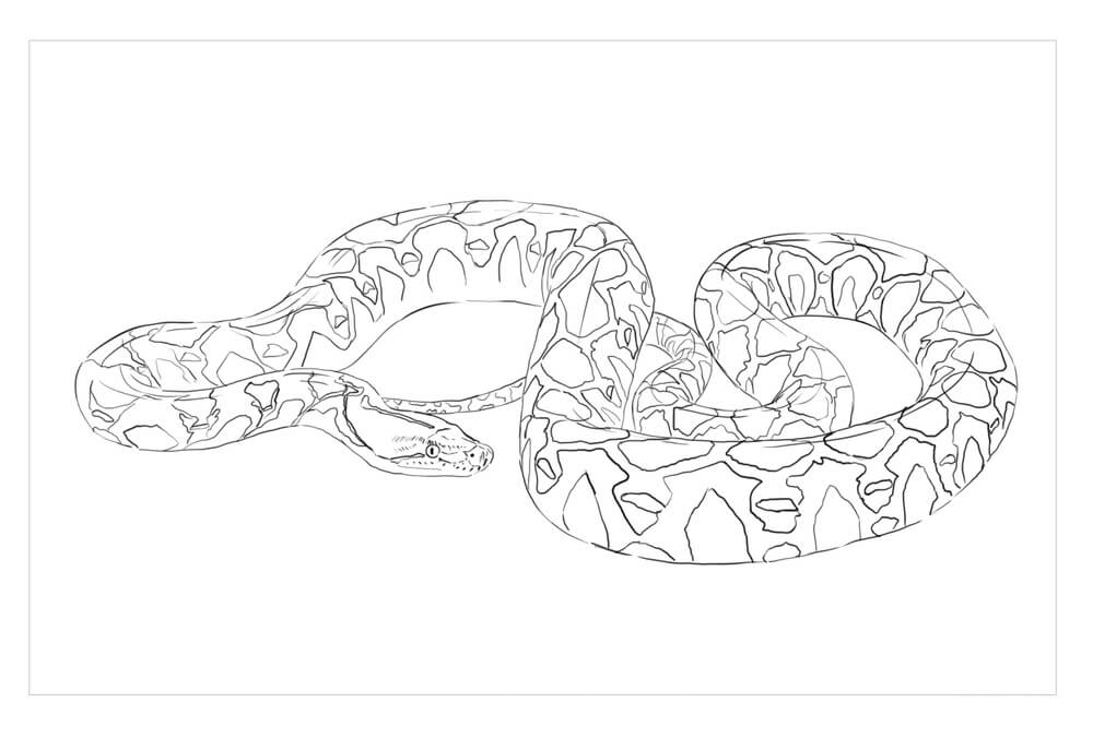 Dibujo de Piton Reticulada para Colorear