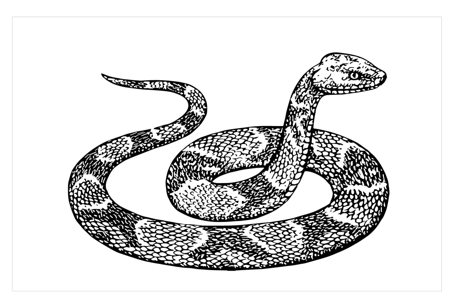 Dibujo de Piton Simple para Colorear