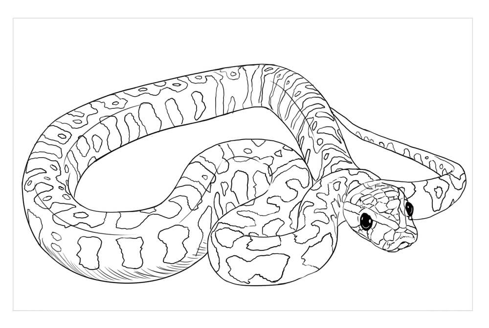 Dibujo de Piton de Roca Africana para Colorear