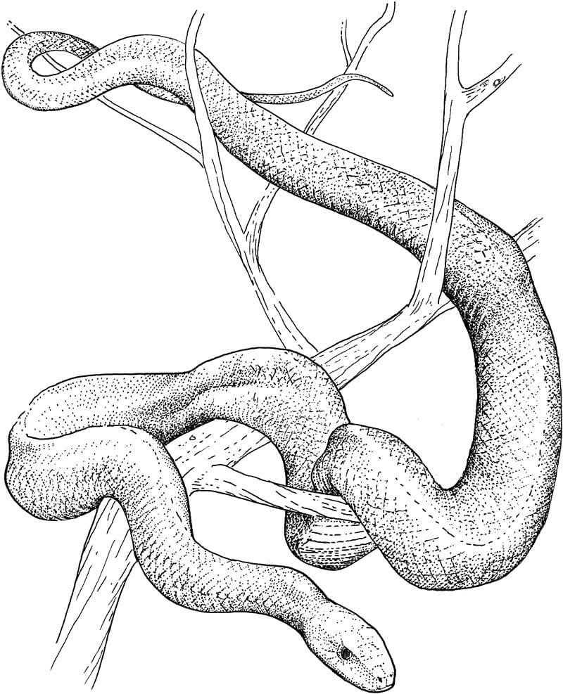 Dibujo de Piton en árbol para Colorear