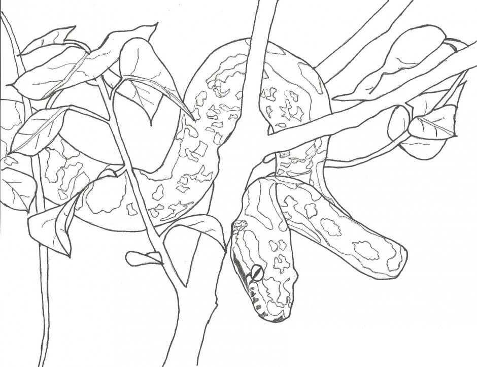 Dibujo de Piton en Rama árbol para Colorear