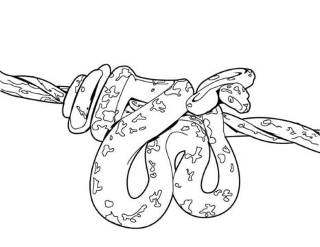 Dibujo de Python básico Acurrucado en una Rama de árbol para Colorear