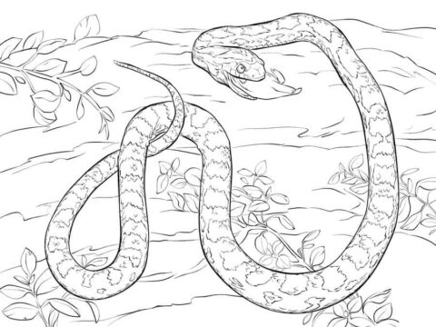 Dibujo de Python Gratis para Colorear