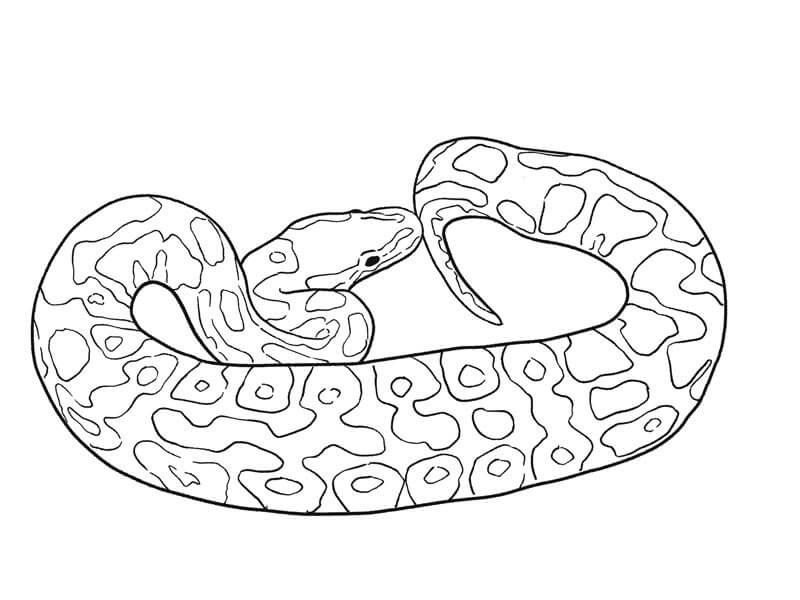 Dibujo de Python Imprimible para Colorear