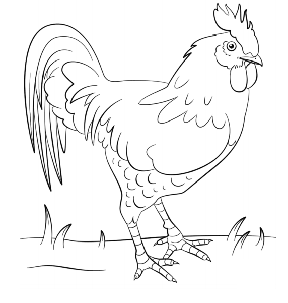 Dibujo de Gallo en Pasto o césped para Colorear