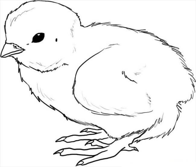 Dibujo de Dibujar Pollito para Colorear