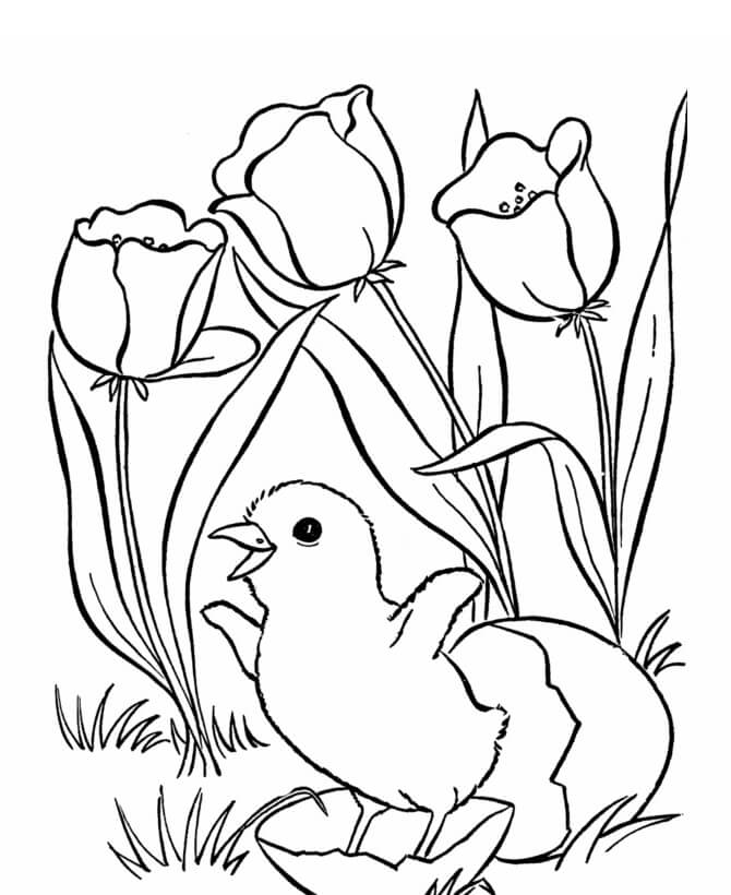 Dibujo de Pollito de Pascua y Rosa para Colorear