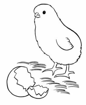 Dibujo de Pollito y Huevo para Colorear