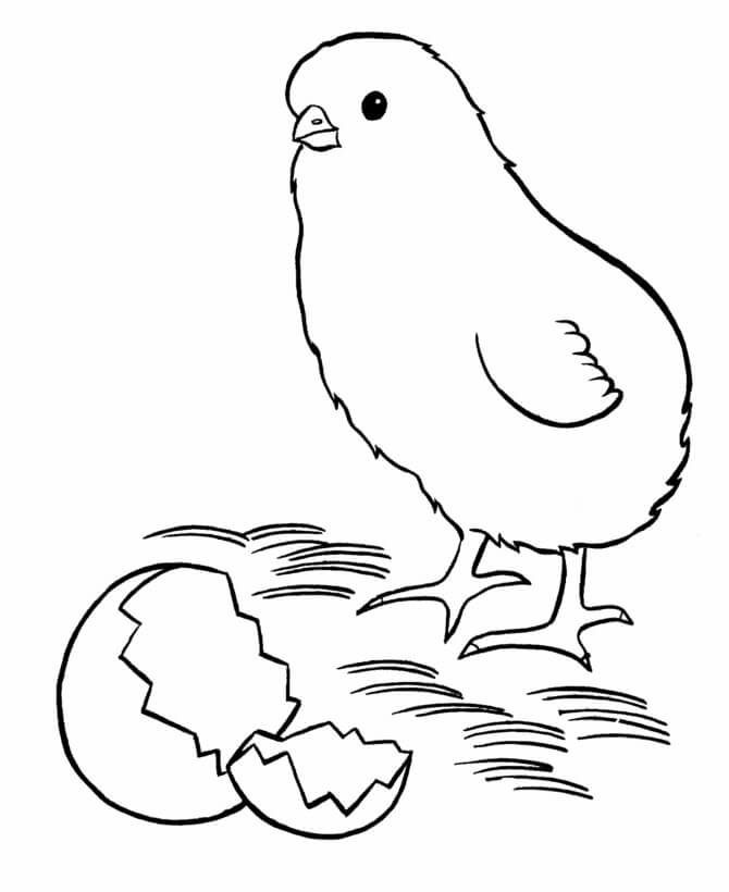 Dibujo de Pollito y Huevo para Colorear