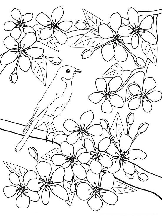 Dibujo de Pájaro y Flor en Primavera para Colorear