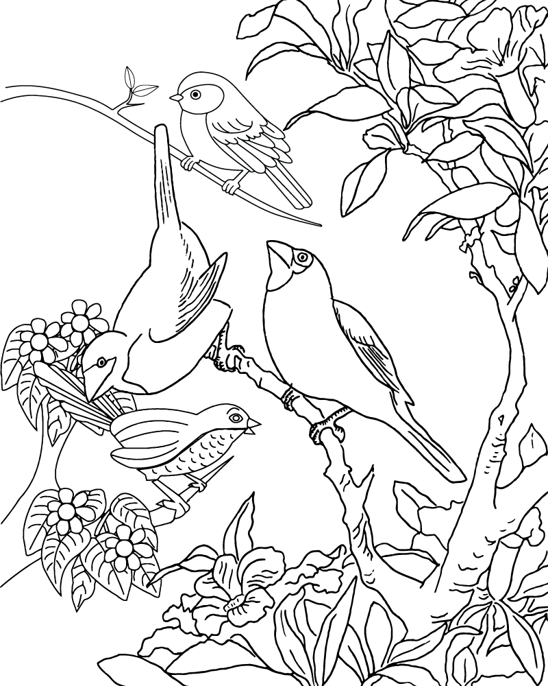 Dibujo de Spring Bird Coloring Page para Colorear