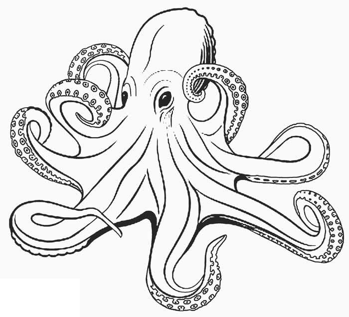 Dibujo de Pulpo básico para Colorear