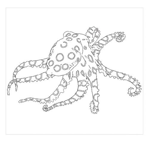 Dibujo de Pulpo de Anillo Azul para Colorear