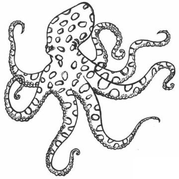 Dibujo de Pulpo Normal para Colorear