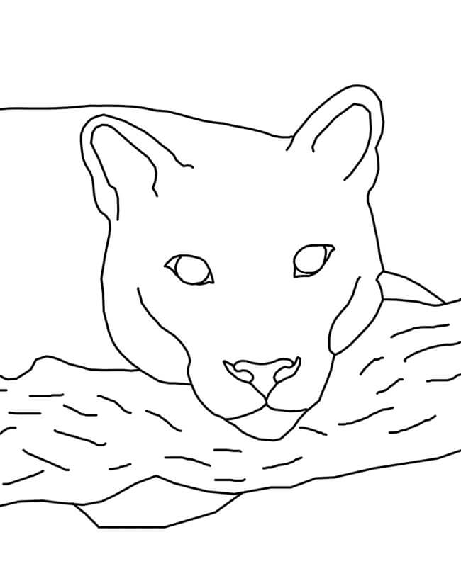 Dibujo de Puma Cara para Colorear