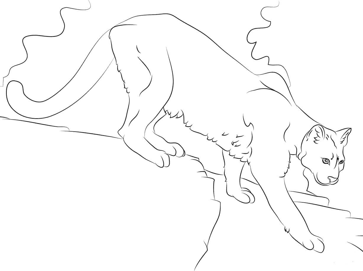 Dibujo de Gran Puma para Colorear