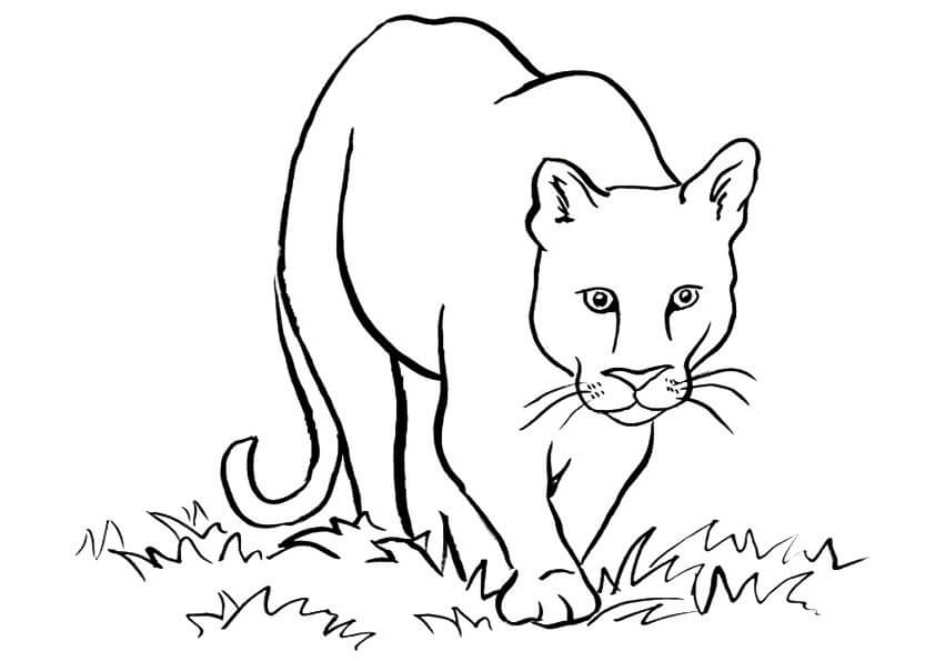 Dibujo de Puma Caminando para Colorear
