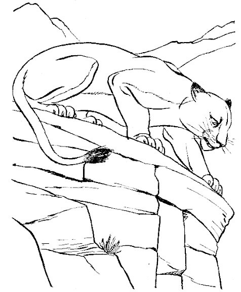 Dibujo de Puma Genial para Colorear