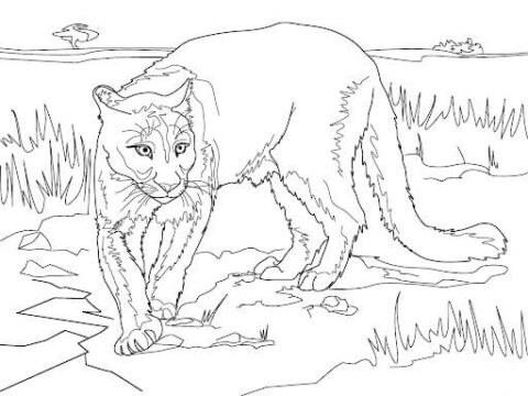 Dibujo de Puma Impresionante para Colorear