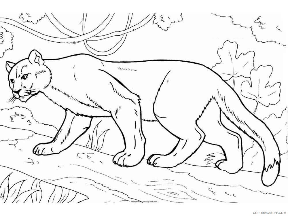 Dibujo de Puma Normal para Colorear