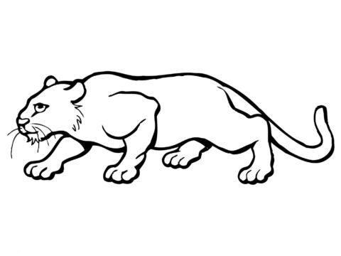 Dibujo de Puma Perfecto para Colorear