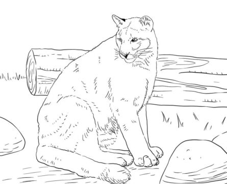 Dibujo de Puma Sentado para Colorear