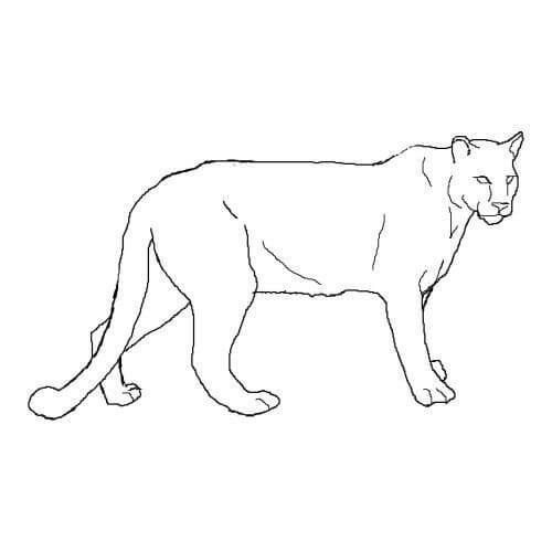 Dibujo de Puma Simple para Colorear