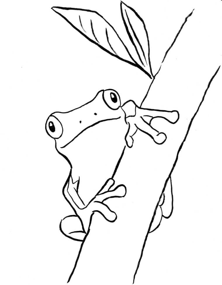 Dibujo de Árbol de Rama de Escalada de Rana para Colorear