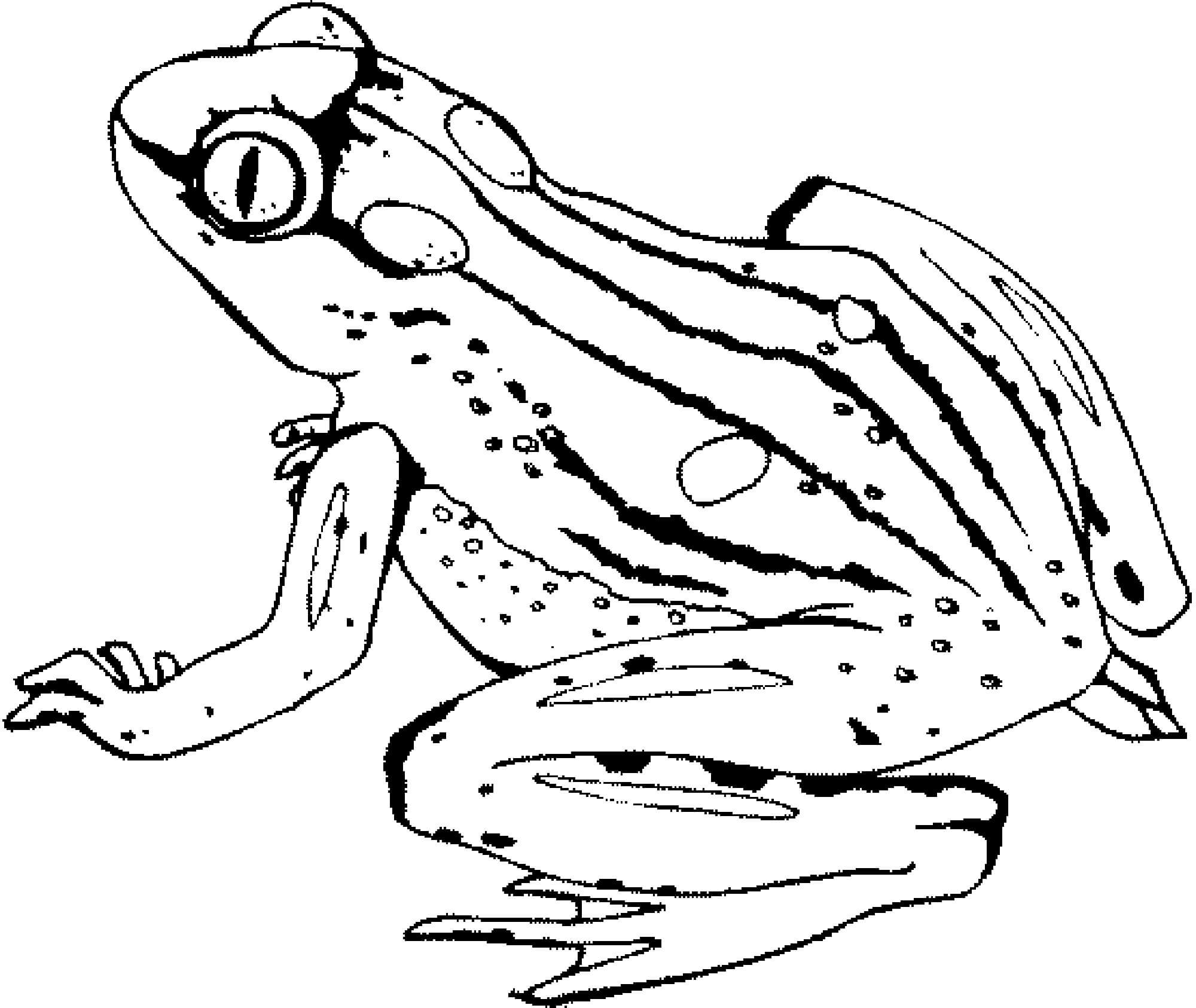 Dibujo de Bonito Rana para Colorear