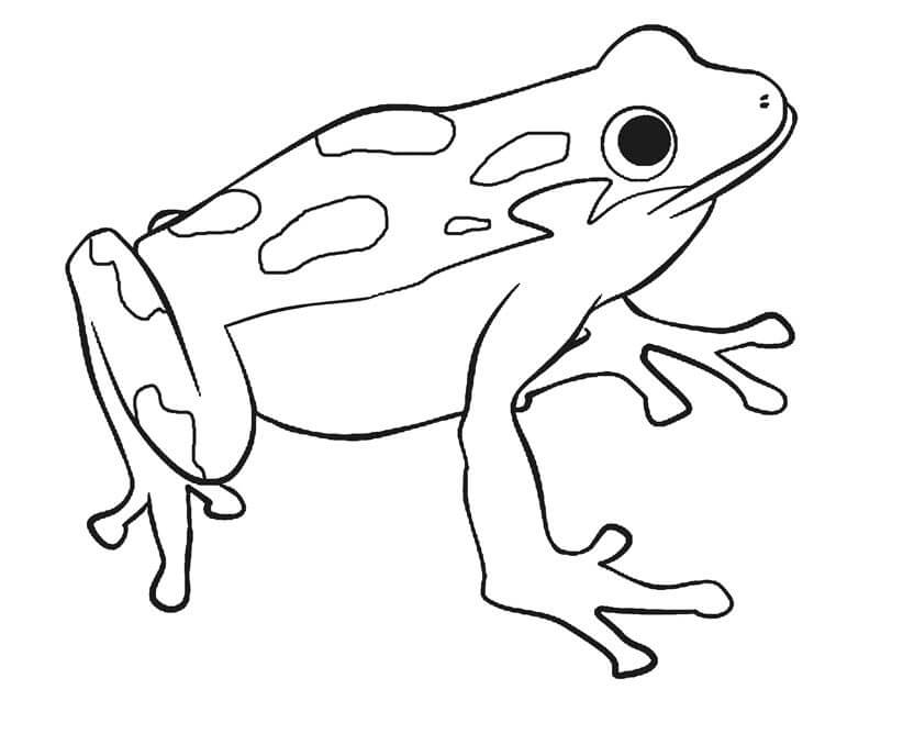Dibujo de Buena Rana para Colorear