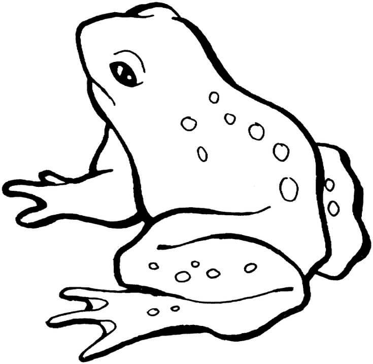 Dibujo de Rana para Colorear