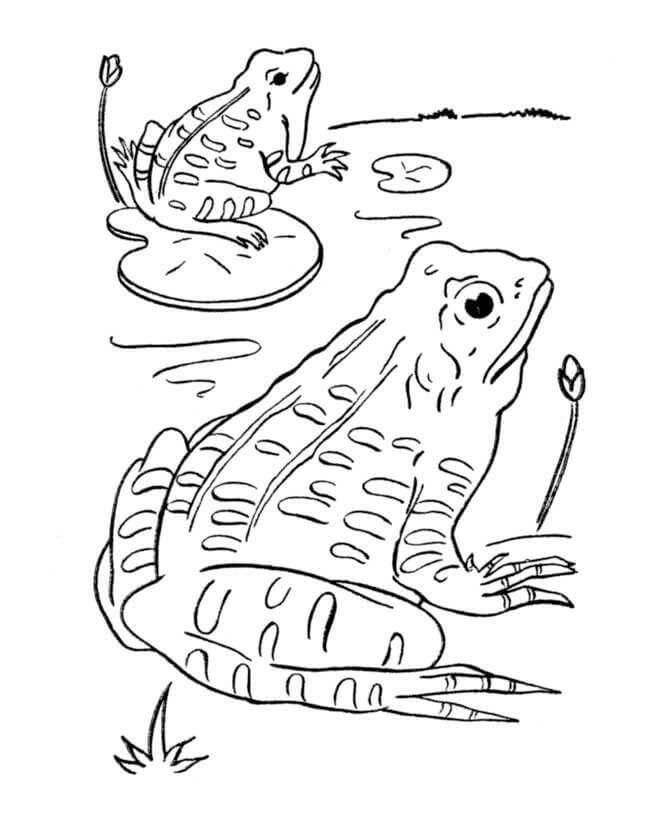Dibujo de Dos Ranas básicas para Colorear