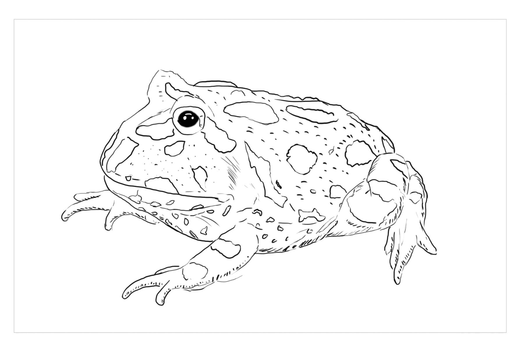 Dibujo de Rana Libre para Colorear