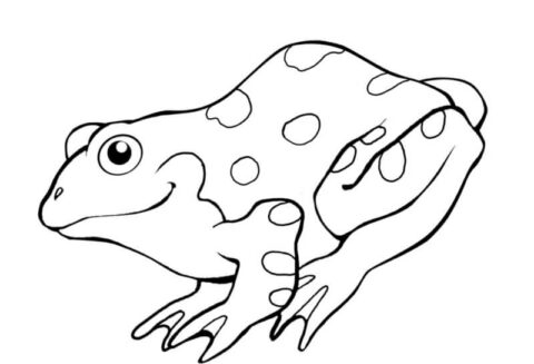 Dibujo de Rana Normal para Colorear