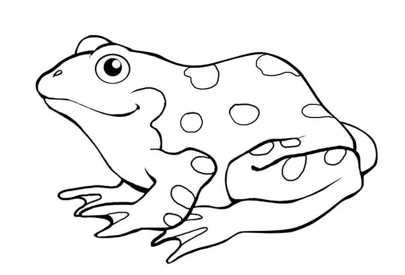 Dibujo de Rana Sencilla para Colorear
