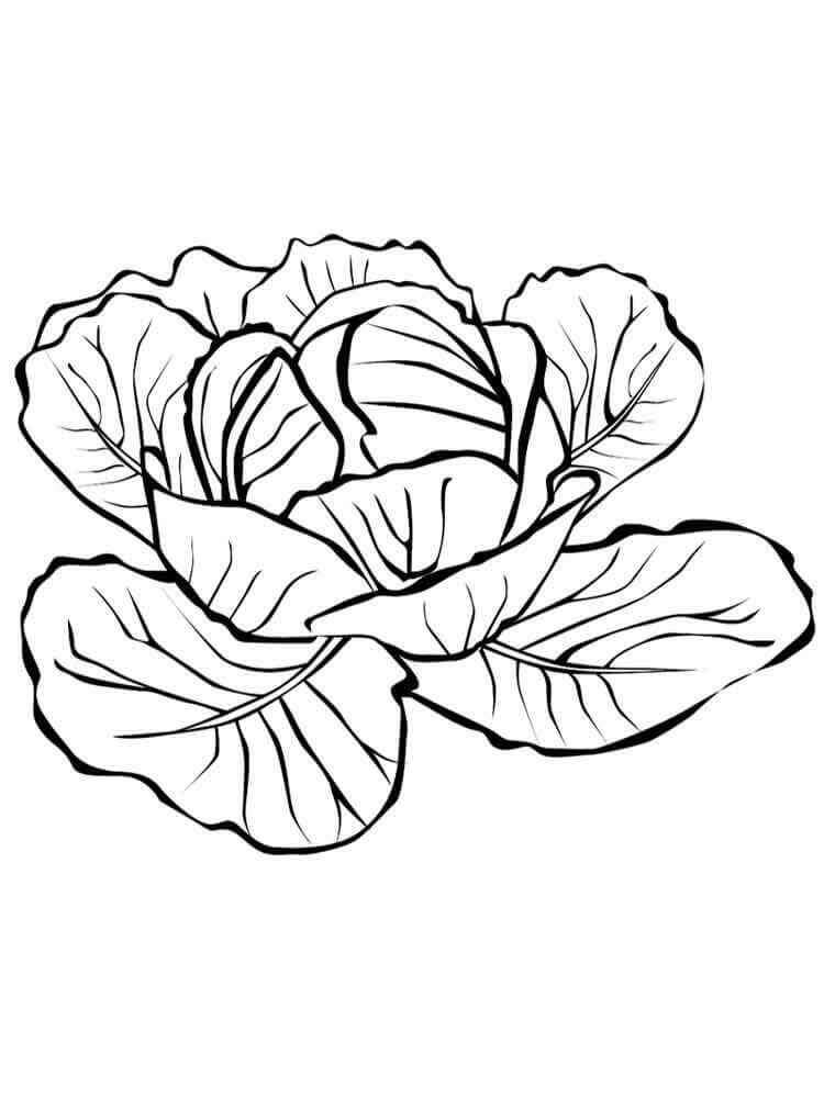 Dibujo de Repollo 1 para Colorear