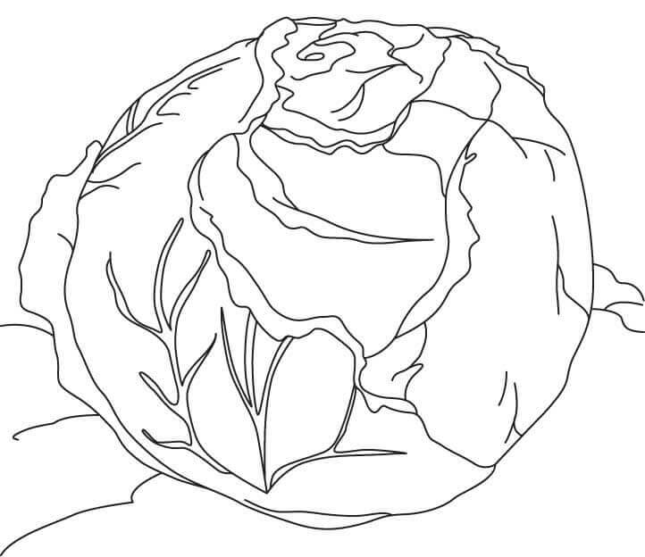 Dibujo de Repollo 2 para Colorear