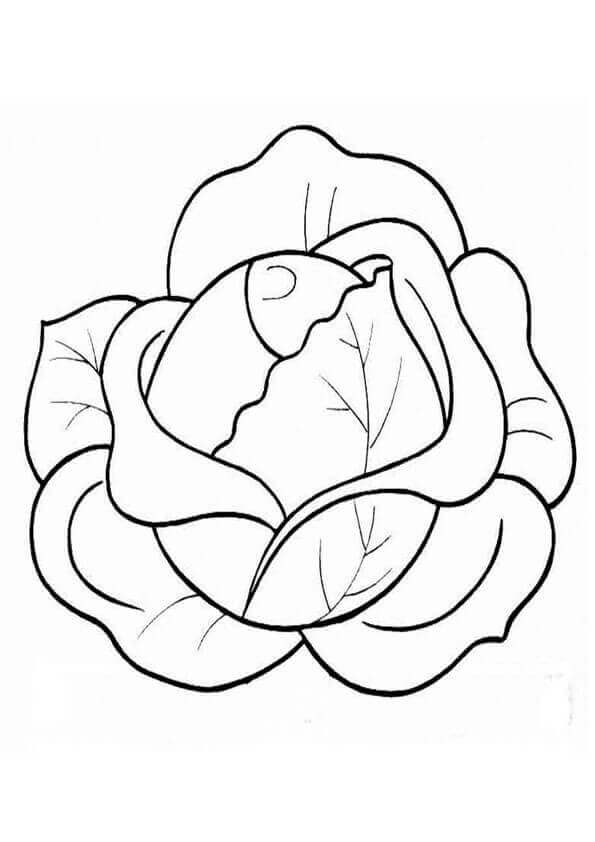 Dibujo de Repollo Normal 1 para Colorear