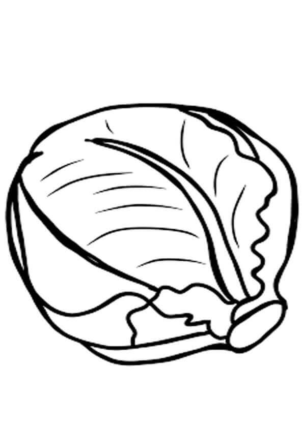 Dibujo de Repollo Normal 3 para Colorear